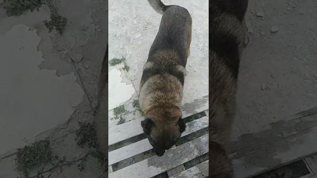 Дагестанский тип - Кавказского Волкодава.(старотипный) смотреть онлайн