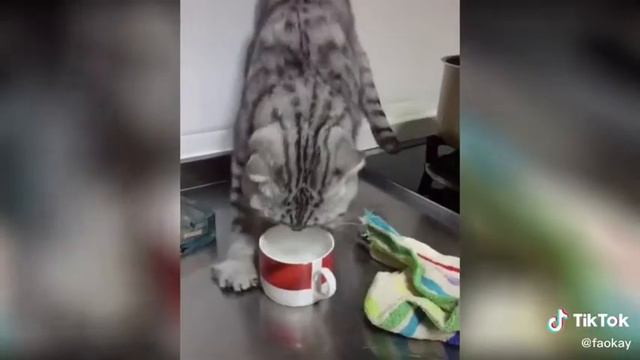 Кот съел перец смотреть онлайн