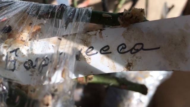 Розы из Подворья и Королевство Роз. Обзор посылок с розами. смотреть онлайн