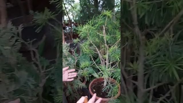 Сциадопитис - сосна Каури смотреть онлайн