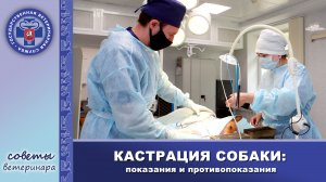 КАСТРАЦИЯ СОБАКИ | Плюсы и минусы