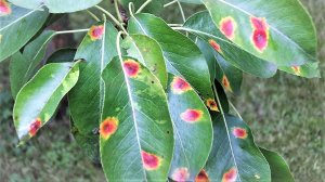 Ржавчина, беги! Как я победил болезнь груши. 🛡 Защита сада: побеждаем ржавчину на груше