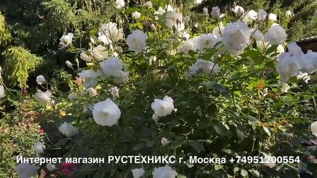 ЦВЕТЕНИЕ РОЗ, ВТОРАЯ ВОЛНА. смотреть онлайн