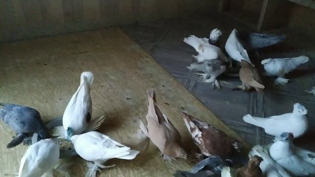 Голуби дропперы кто они и для чего они нужны?