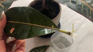 Как размножить Кротон листом. Просто и легко. Сможет любой.