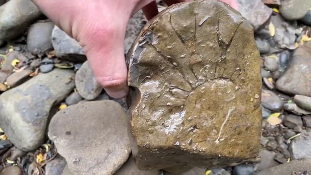 Нашли Древние Окаменелости | АММОНИТЫ | Сахалин смотреть онлайн