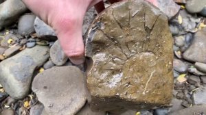 Нашли Древние Окаменелости | АММОНИТЫ | Сахалин