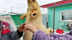 Закололи свинью //съели уши🤦♀️// наш способ - Чисто и Удобно // ЗАСТОЛЬЕ 😋//