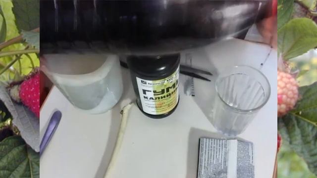 Посадка и уход за малиной