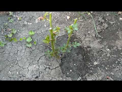 Розы. Жизнь саженца #3 смотреть онлайн