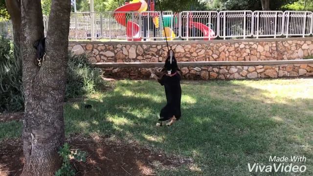 Bull Terrier Attack In Jump Slow Motion / Бультерьер атакует в замедленной съёмке