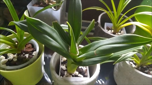 Orchids update: some new blooms, some new spikes and new phragmipediums update смотреть онлайн