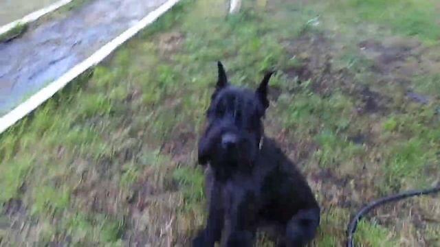 Щенок нем. овчарки 2,5 мес. (Барсук выходи) смотреть онлайн