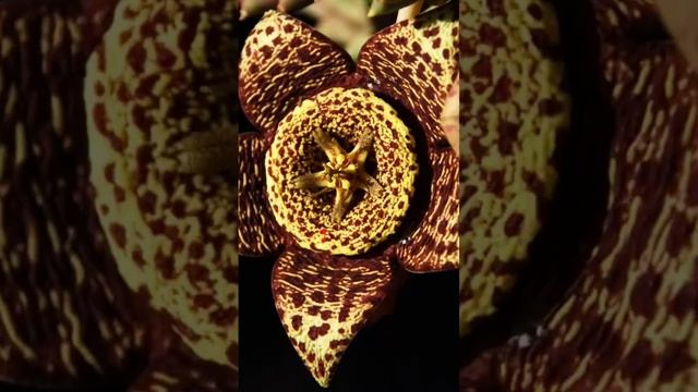 #scopri #stapelia #pianta #plants #succulent #piantegrasse #huernia #garden #gardening смотреть онлайн