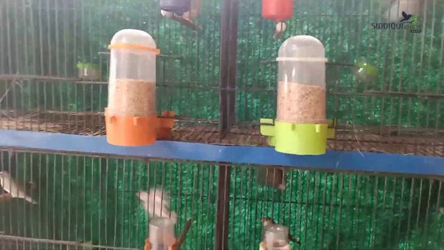 ZEBRA FINCH AVIARY VS SEPARATE CAGE BREEDING RESULT OF JAVA BENGALESE AND ZEBRA смотреть онлайн