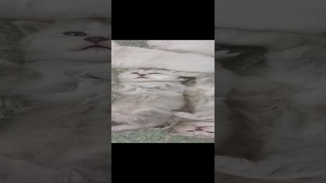 милые котята