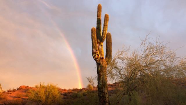 1hr Desert Sounds - Calming Desert Bird Sounds - Saguaro Cactus Rainbow View - Nature Sounds - ASMR смотреть онлайн