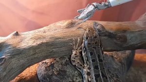Кормление прыткой ящерицы. Первое кормление ящерицы после спячки!