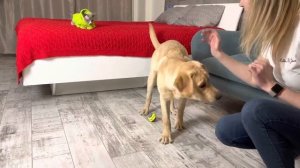 Щенок Дени выполняет команды, ему всего 7 месяцев. А котенок Мэни контролирует.