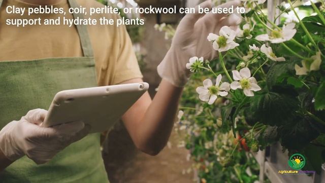 Five Fruit Crops You Can Easily Grow in Hydroponics for profit смотреть онлайн