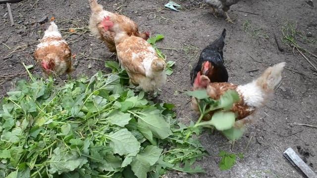 Курочки Видео для детей смотреть онлайн