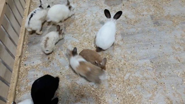 Живые зайки смотреть онлайн
