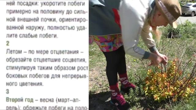 Спирея Spiraea. Обрезка, формирование кроны весной. Красивейшие декоративные кустарники.