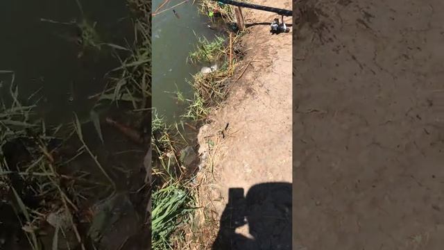 Рыбалка, Волгодонск, серебряный карась, хорошо боролся. смотреть онлайн