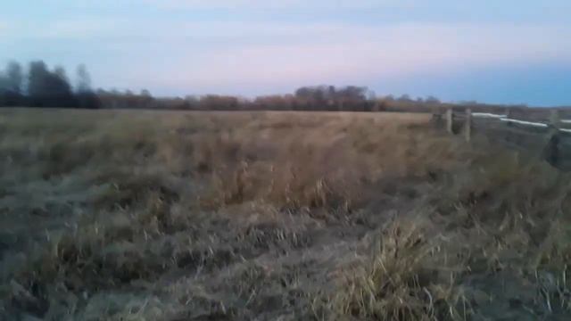 Молодых кобыл пригнал домой.Утренняя работа с лошадьми.