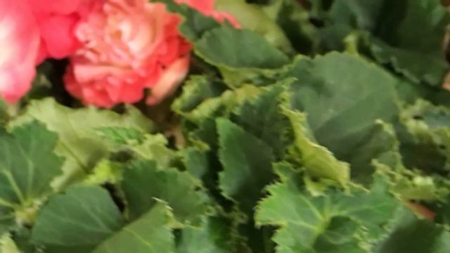 Begonia X Tuberhybrida