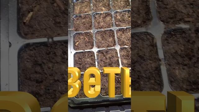 Овощи! Фрукты! Арбуз! смотреть онлайн