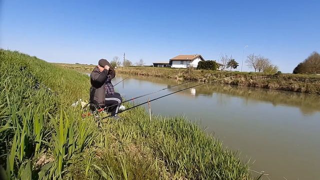 Сомик Американский, или рыба кот.