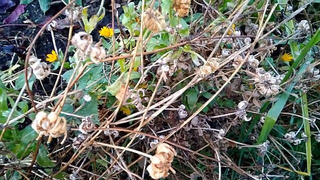 Отцвела календула Собираем семена смотреть онлайн