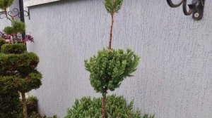 Можжевельник Стрикта!