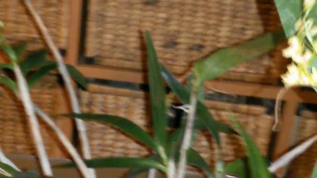 Посылка подарок , Орхидея Dendrobium gracilicaule смотреть онлайн