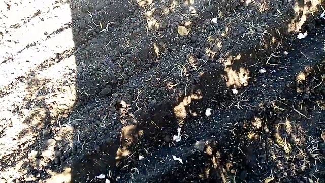 Время сажать чеснок #огород #урожай смотреть онлайн