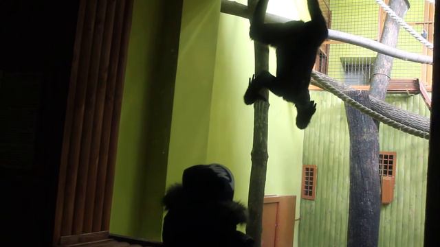 сиаманг смотреть онлайн