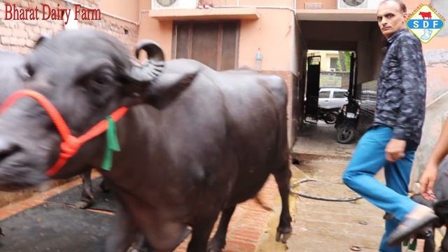 Bharat ?? Dairy Farm, Rohtak(Haryana). Buffaloes Supply All Over India ?? смотреть онлайн