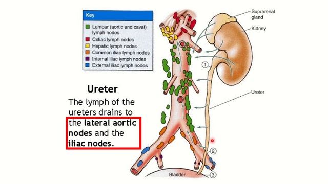 Ureter lymph node drainage MRCS question solve (CRACK MRCS) смотреть онлайн