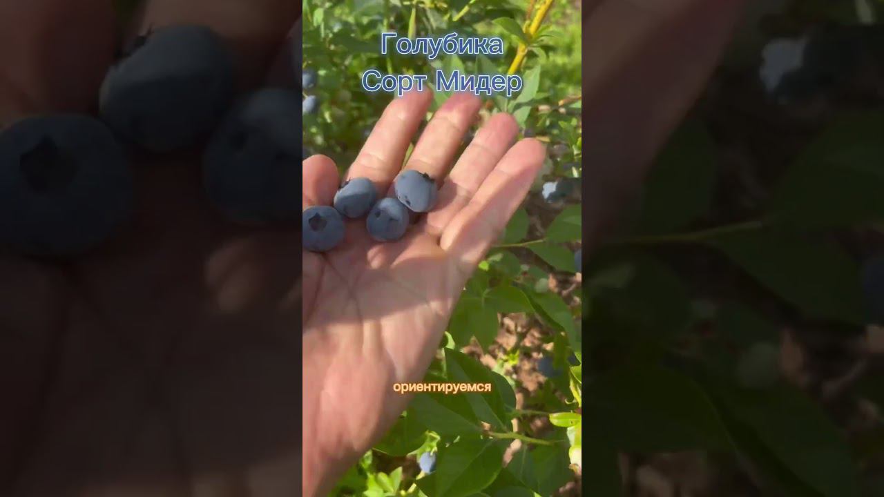 Голубика сорта Meader (Мидер). Высоко-морозостойкий сорт. смотреть онлайн