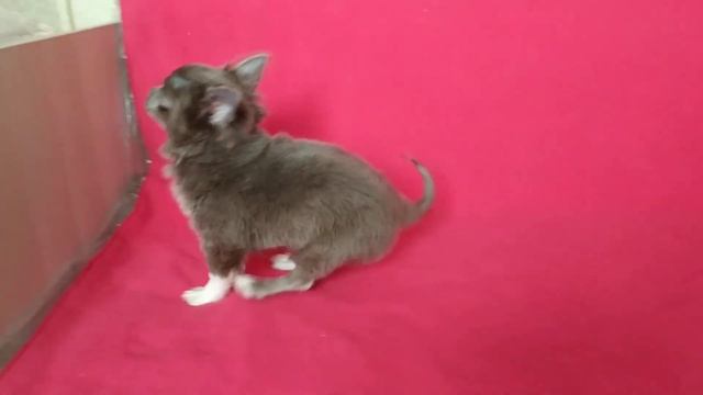 Лиловый длинношерстный мальчик чихуахуа смотреть онлайн