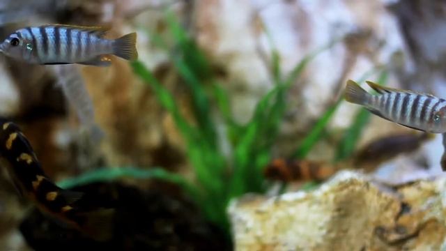 Медитація Звільнення від Стресу Поющие чаши Звуки воды смотреть онлайн