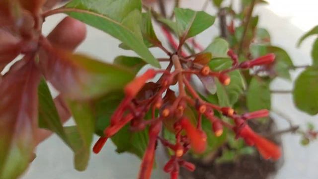363 - Everblooming and Evergreen Hamelia/Firebush/Hummingbird bush/Scarlet Bush for your garden смотреть онлайн