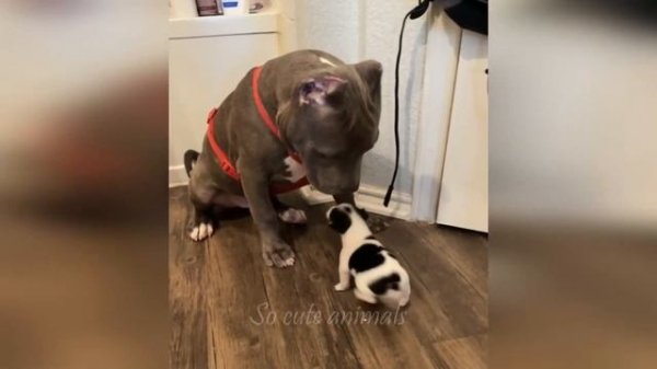 Cute animals - Funny cats / Dogs / Baby animals - Funny animal videos / Funny animals #12