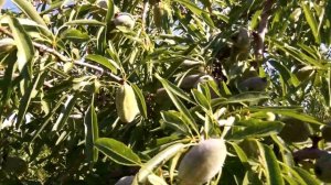 Шаталов сад.Подготовка к дискованию сада.миндаль сорт десертный.