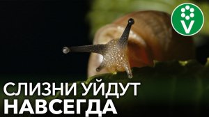 КАК ИЗБАВИТЬСЯ ОТ СЛИЗНЕЙ БЕЗ ХИМИИ? Посадите ЭТИ растения в огороде!
