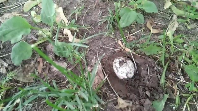 Грибы в Александровском саду 1.07.20 смотреть онлайн