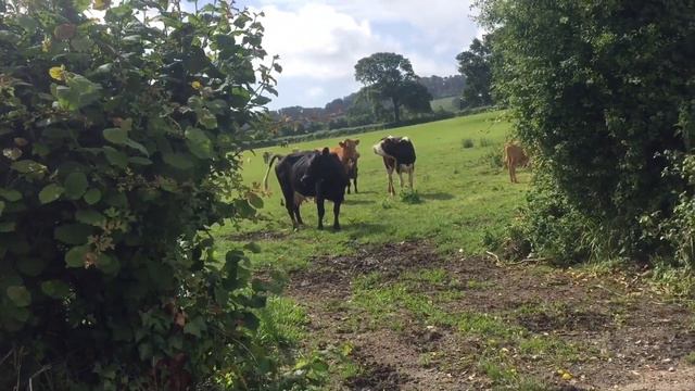 Beef Farming in England | A Day in A Life of a Farmer смотреть онлайн