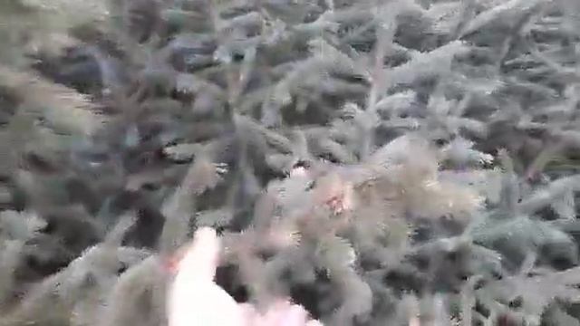 Ель Сизая. смотреть онлайн