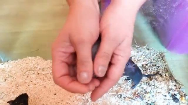 Тайные венценосные энергетические пробуждения